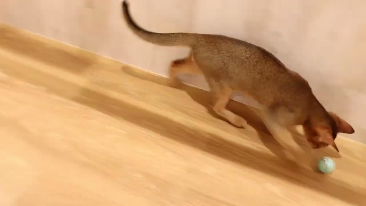 59796　アビシニアン