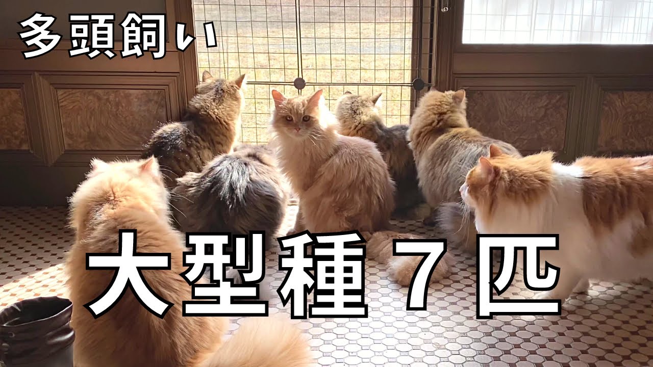 【多頭飼い】大型長毛種のネコ７匹が大集合！【サイベリアン・ノルウェージャンフォレストキャット】