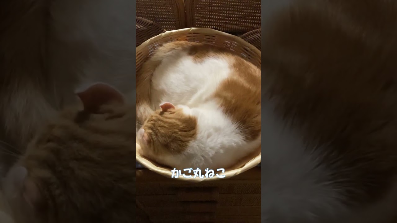 寝る猫 #shorts  #猫 #アメリカンカール #cat