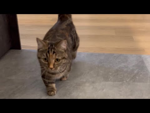 短足マンチカンの四足歩行part2