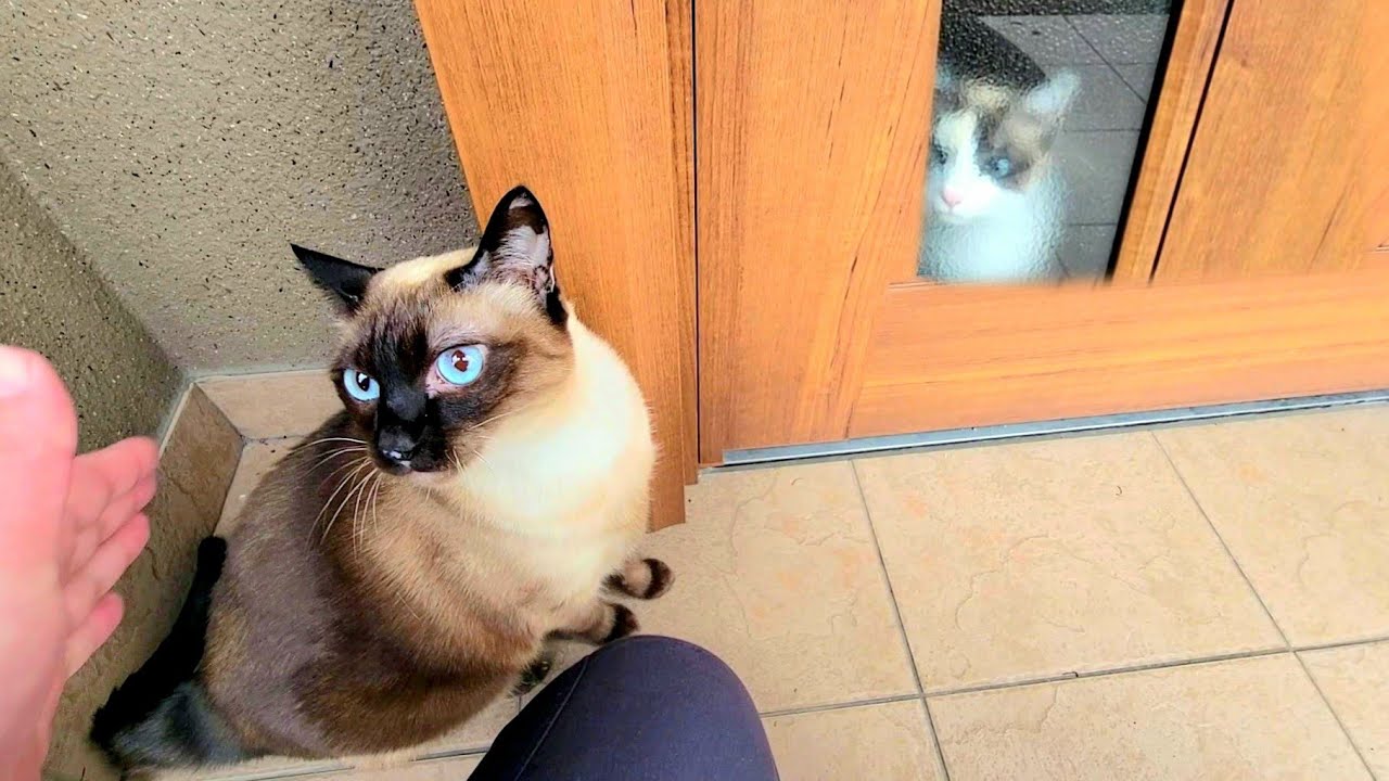外出する時にシャム猫が外まで引き止めに来たらペポ猫が見送りに来てくれた🚪