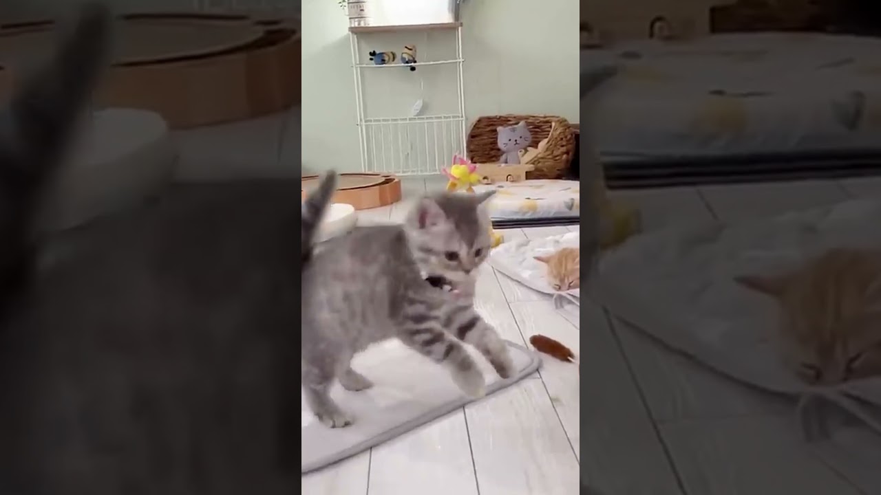 子猫のやんのかステップ『なめとんか！』 #shorts