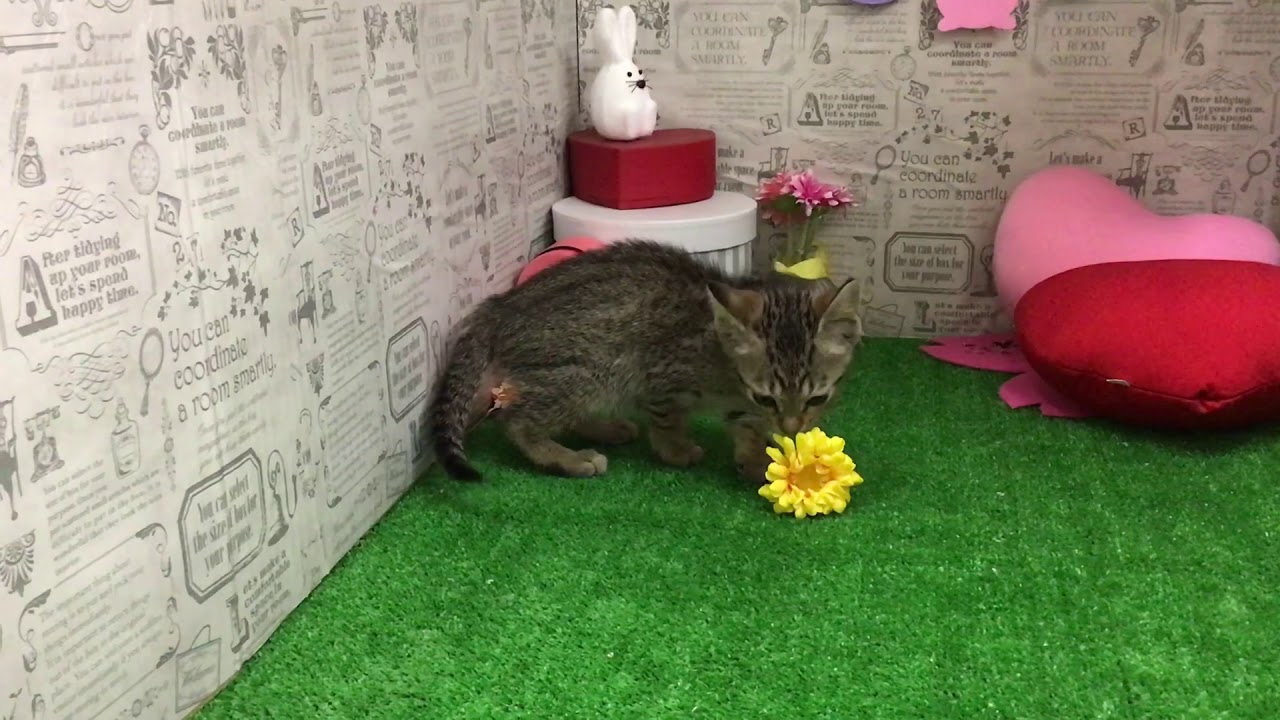 ペットショップ 犬の家 イオン名古屋みなと店 「オシキャット」「99619」