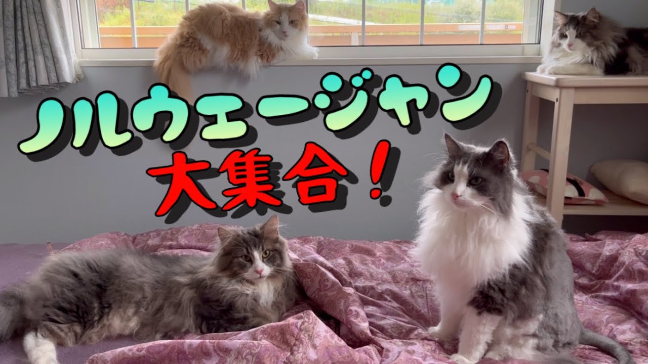 【癒し💖】ノルウェージャンフォレストキャットが大集合w