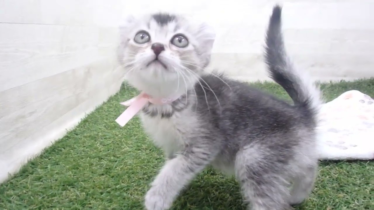 Coo&RIKU　No00618106 アメリカンカール