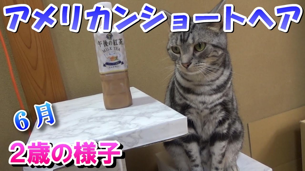 ２歳のアメショー　６月（アメリカンショートヘア）