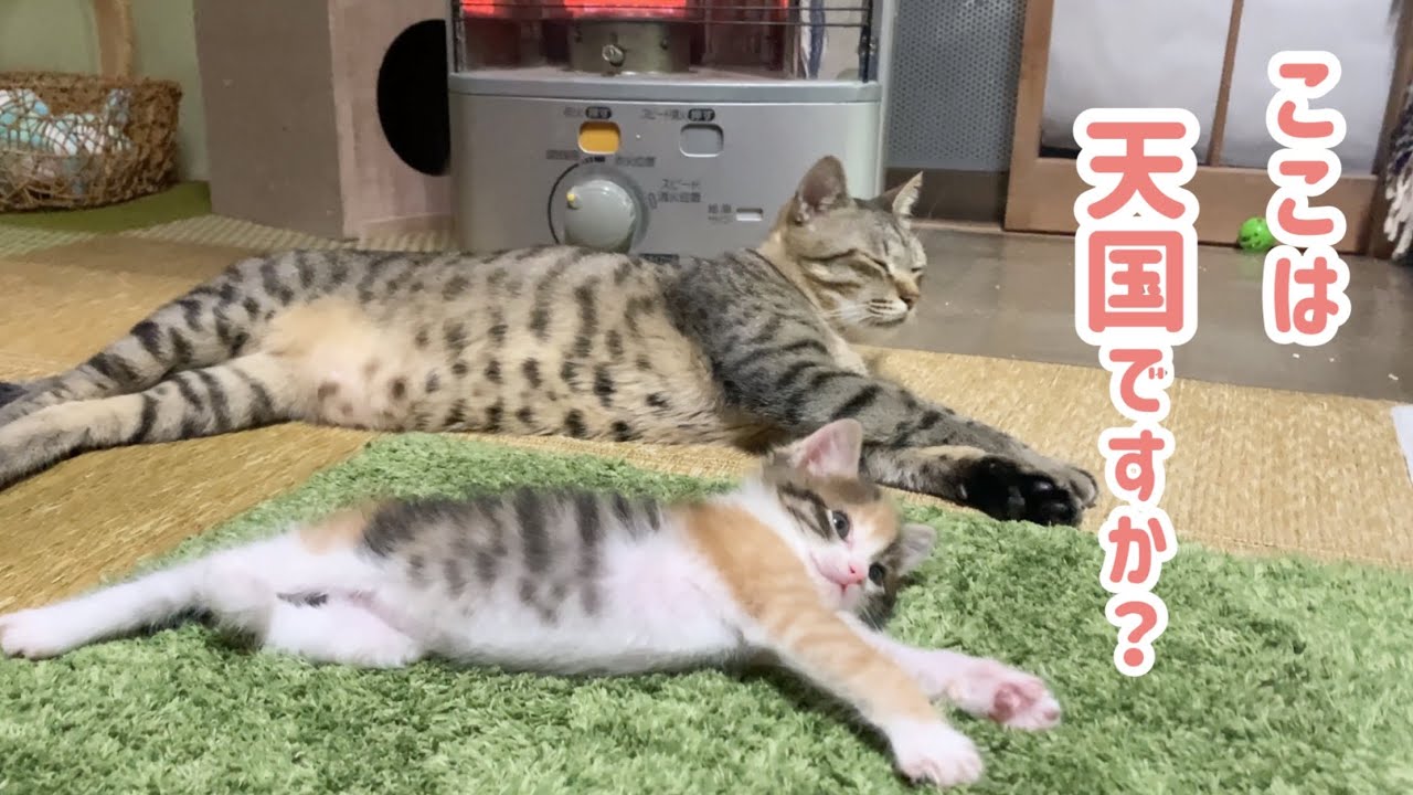 ストーブに野生を奪われた先住猫とマネする子猫