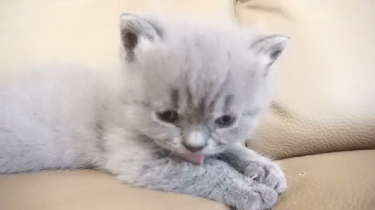 ブリティッシュショートヘアー子猫　British Shorthair　2023.1.8産まれ　ブルー　男の子　シーダキャット猫のお店