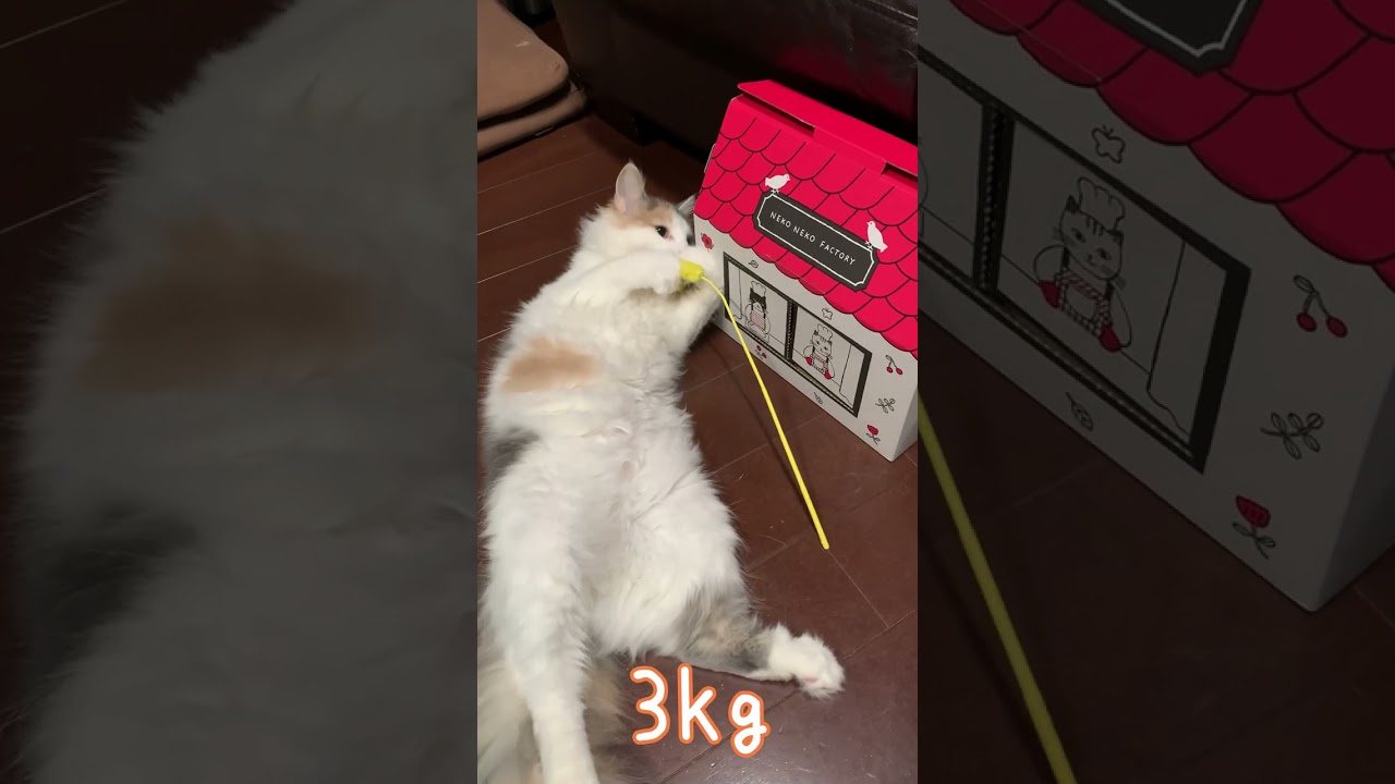 たった半年で５倍になったノルウェージャンフォレストキャット