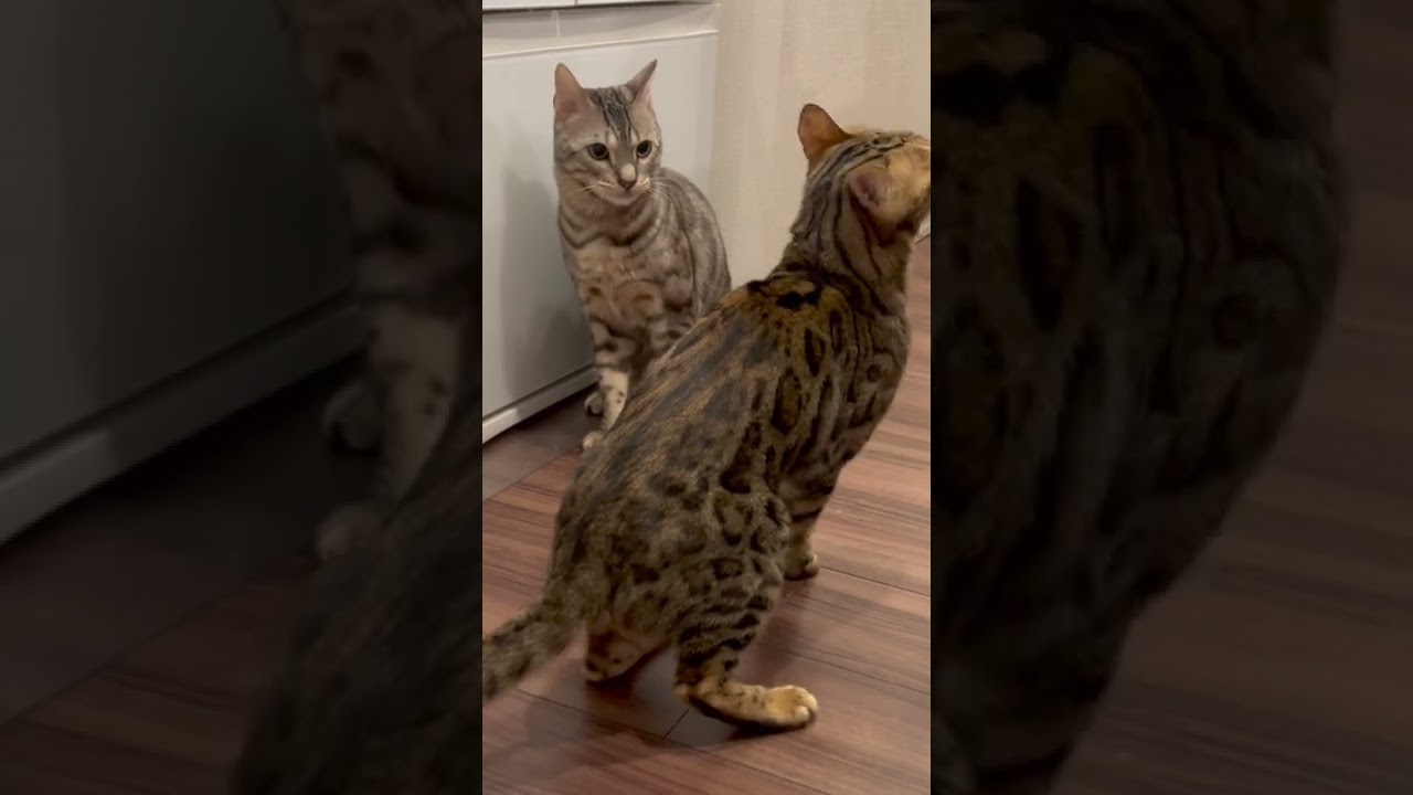 マウント取ろうとして逆に怒られる猫