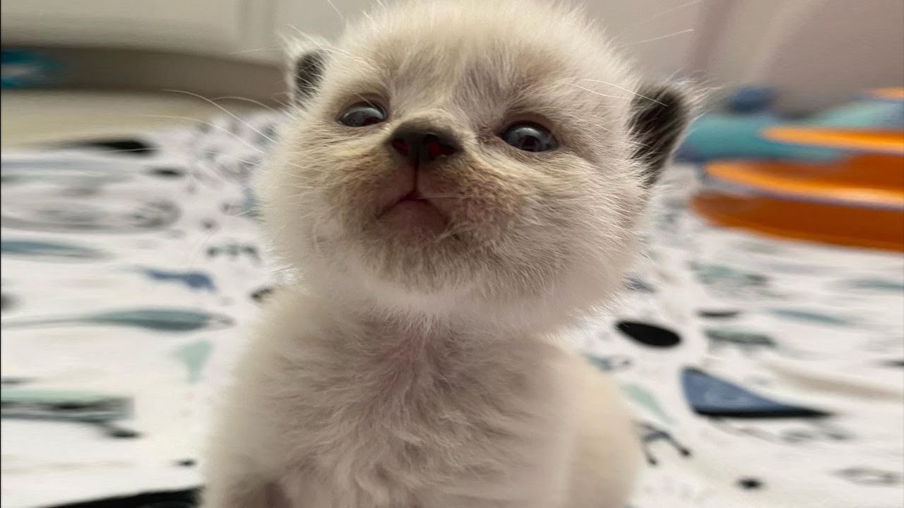 瀕死状態だったシャム子猫。胃に問題を抱えて衰弱していた状態から、つきっきりでお世話をすると…【動物 感動】