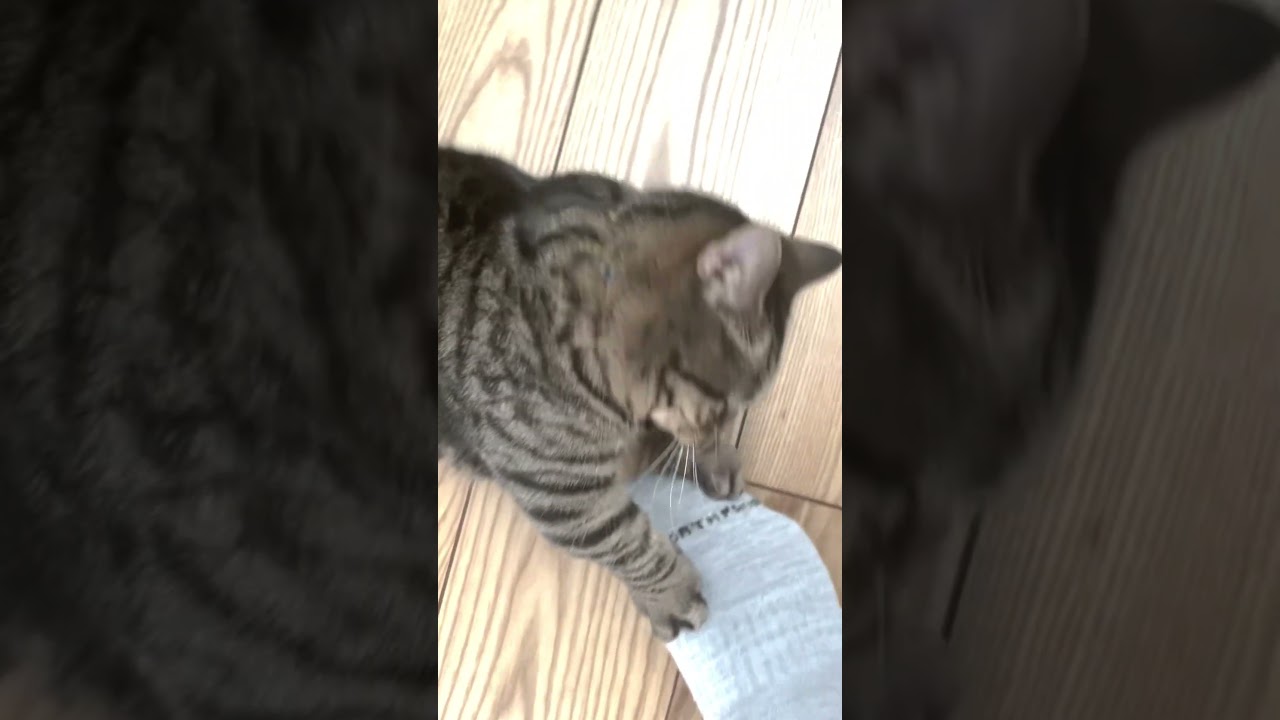 コロ助の猛攻 ＃猫 ＃マンチカン #shorts