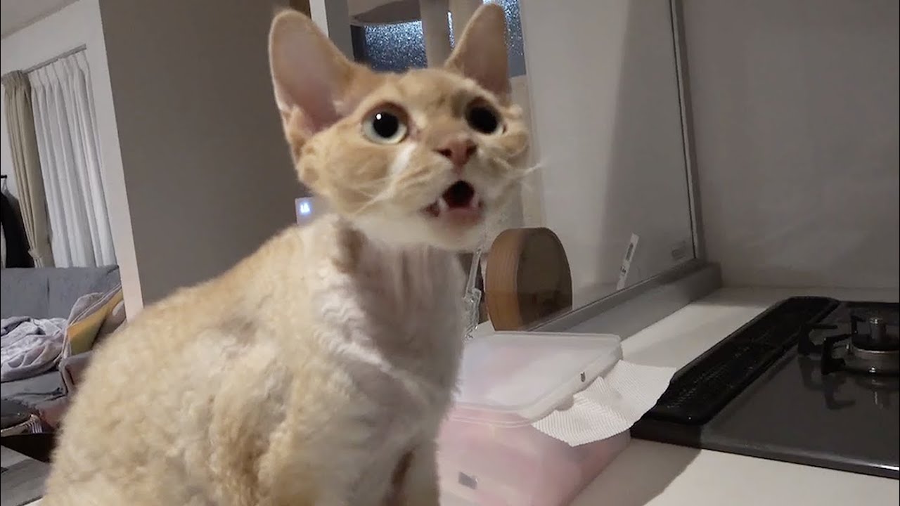 帰宅後すぐに晩ご飯の催促をしてきたデボン猫です。