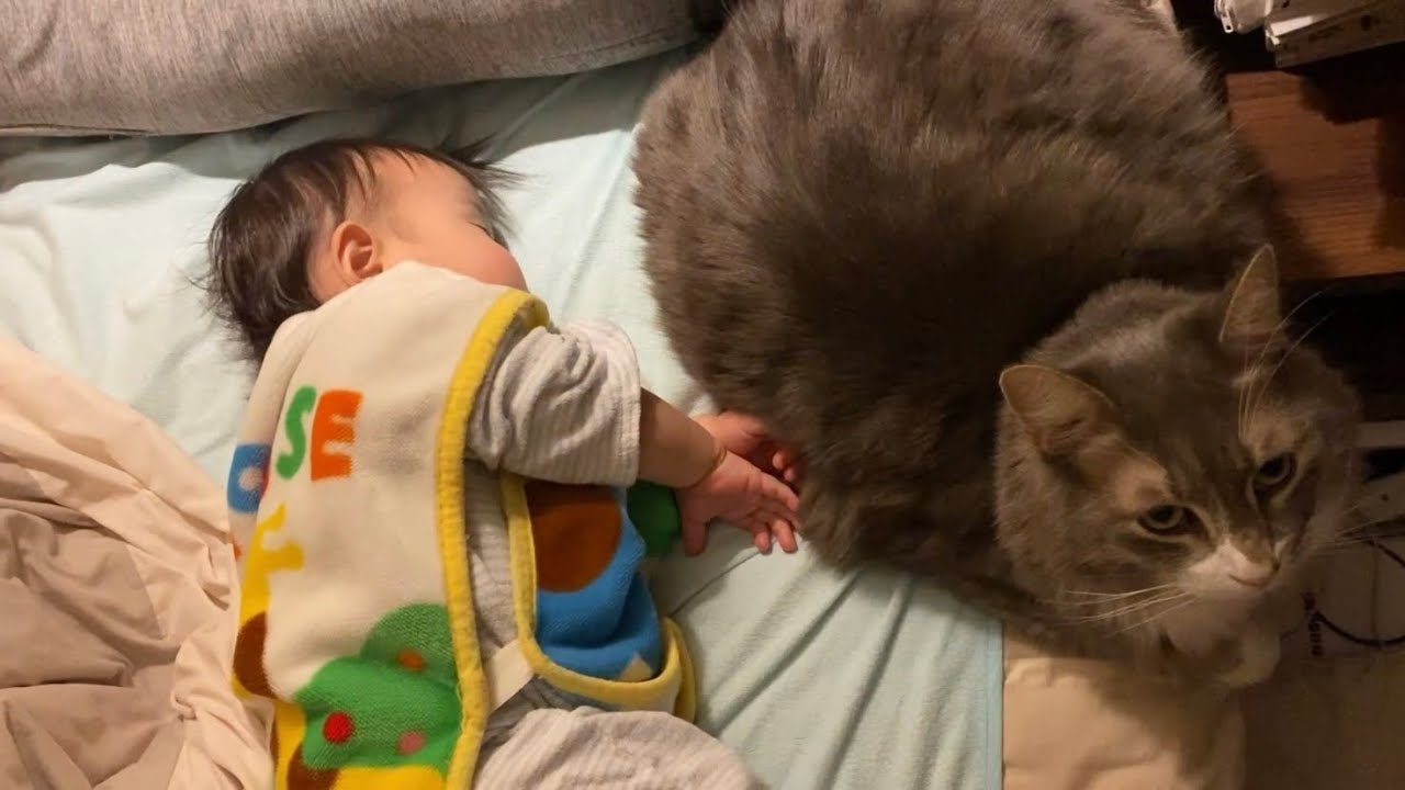 眠る娘に寄り添う猫　ノルウェージャンフォレストキャット　ラガマフィンA cat snuggling up to sleeping daughter. Norwegian. Ragamuffin.