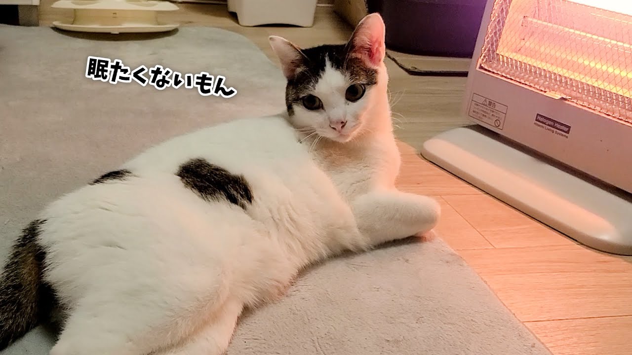寝落ち寸前Zzz...眠気をこらえて見つめてくる猫があざと可愛すぎました