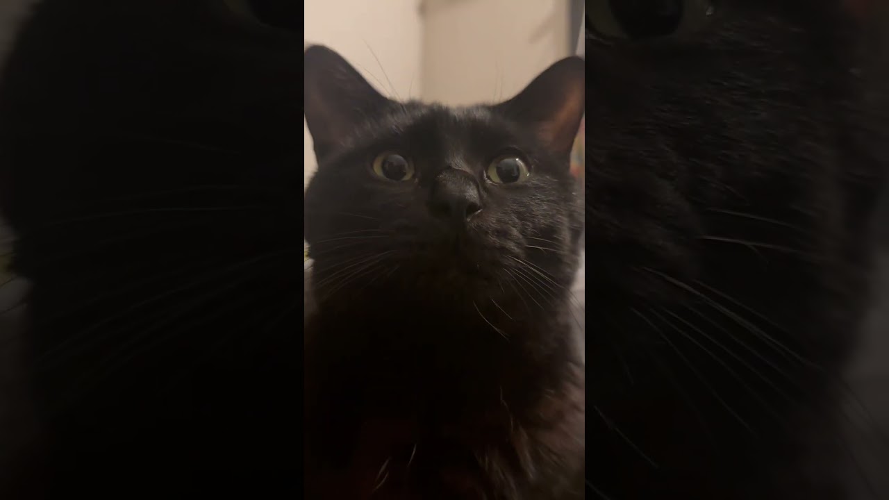 かわいい真剣な眼差しの鏡餅 #shorts #cat #猫 #黒猫