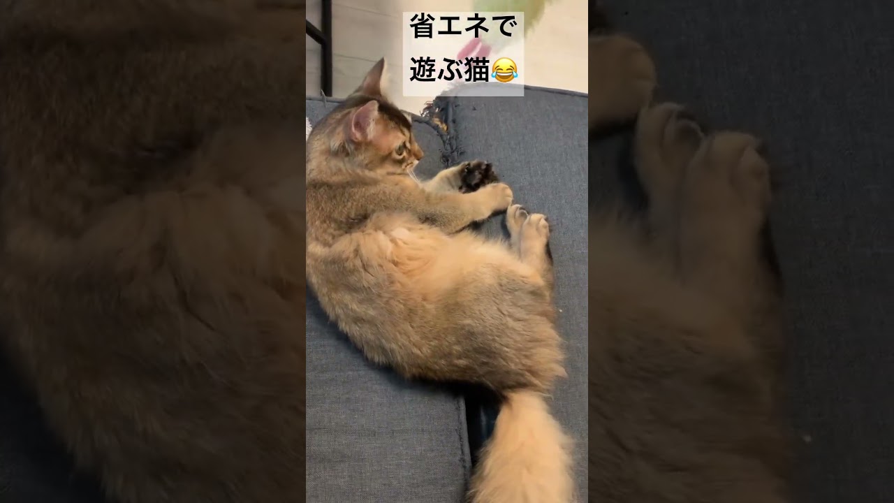 ゴロゴロしながらも遊びたい猫 #ソマリ #癒し猫動画 #しっぽ吸い