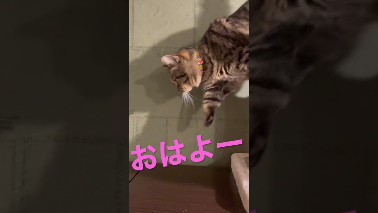 コロ助おはよー  ＃猫 ＃マンチカン #shorts