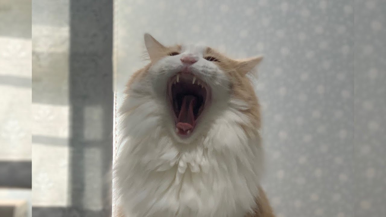 【朝活】朝から元気するぎるもふ猫たちwwwノルウェージャンフォレストキャットとターキッシュアンゴラ