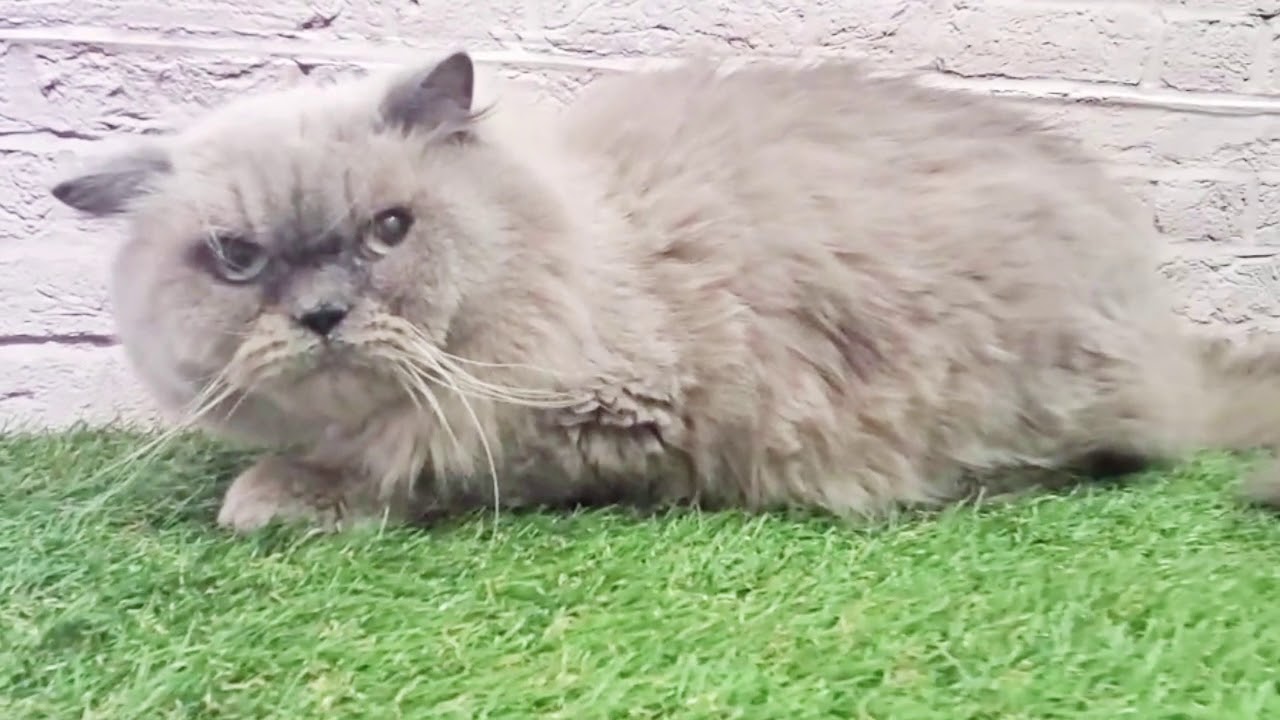 ヒマラヤン「大雅くん」【獣医師賛同型】里親募集サイトanifare(アニフェア)2020年11月20日