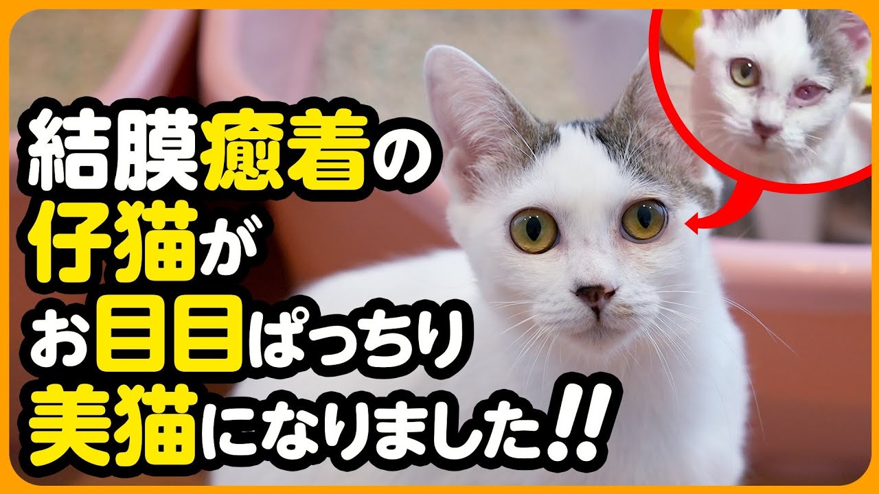 【結膜癒着】片目が塞がっていた子猫...手術したと分からないほどキレイなお目目になりました