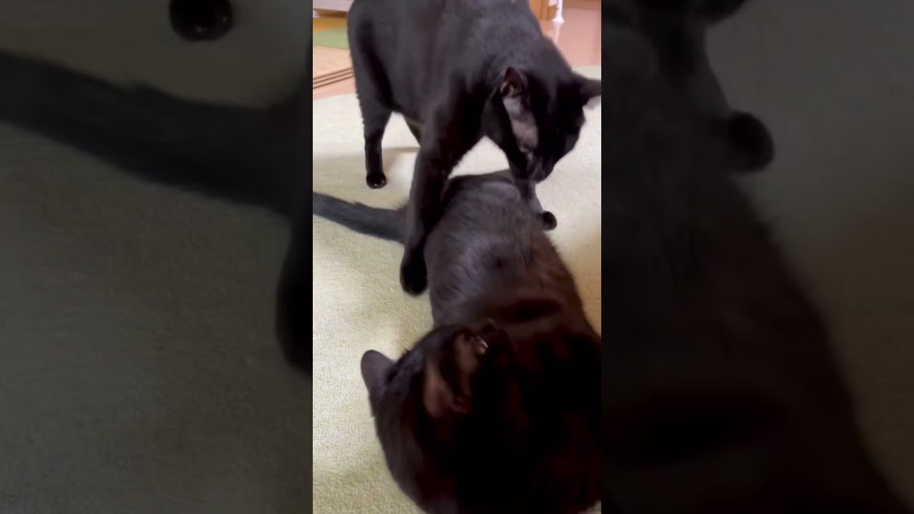 反撃の仕方が独特すぎる兄