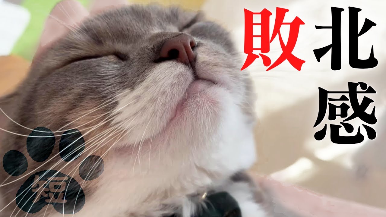 ミヌエット子猫と先住マンチカンが再会したらこうなった