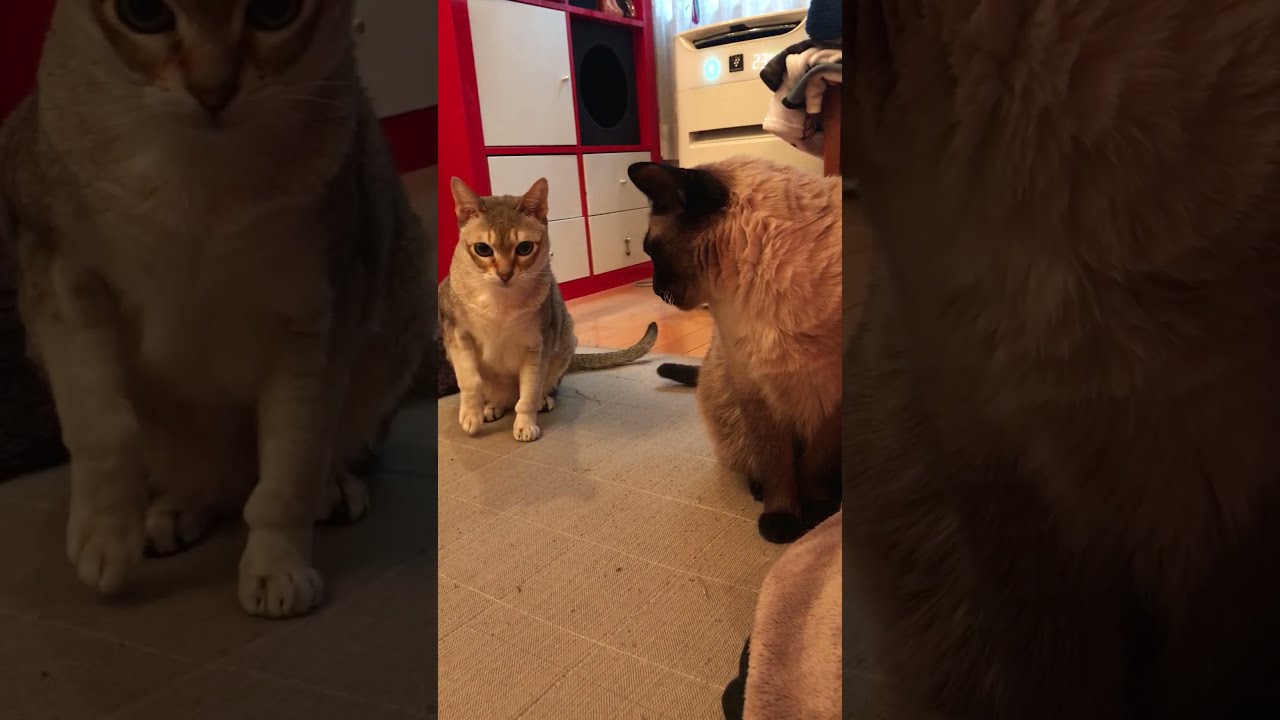 同居猫が何もないところを見ているので困惑するたぬき猫なのにゃ♪