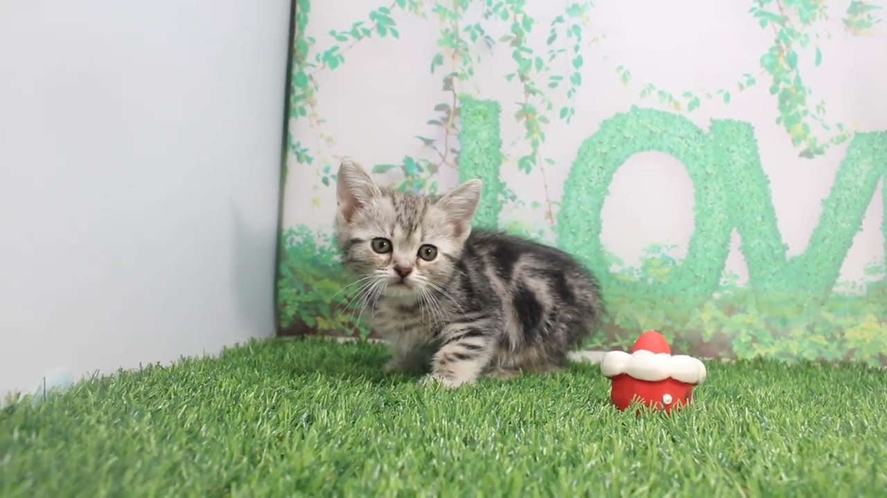 Coo&RIKU　No619758　アメリカンショートヘアー