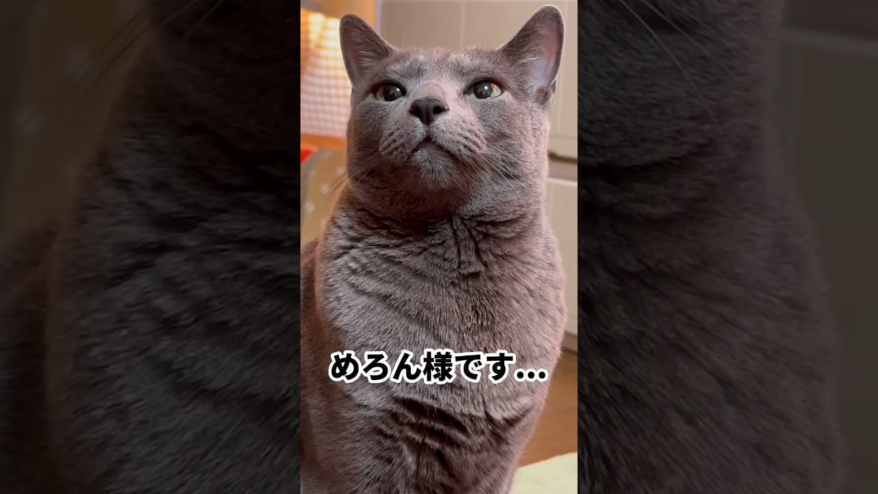 【ロシアンブルー】せつないめろん..最後に気持ちを話します😌【猫】#shorts