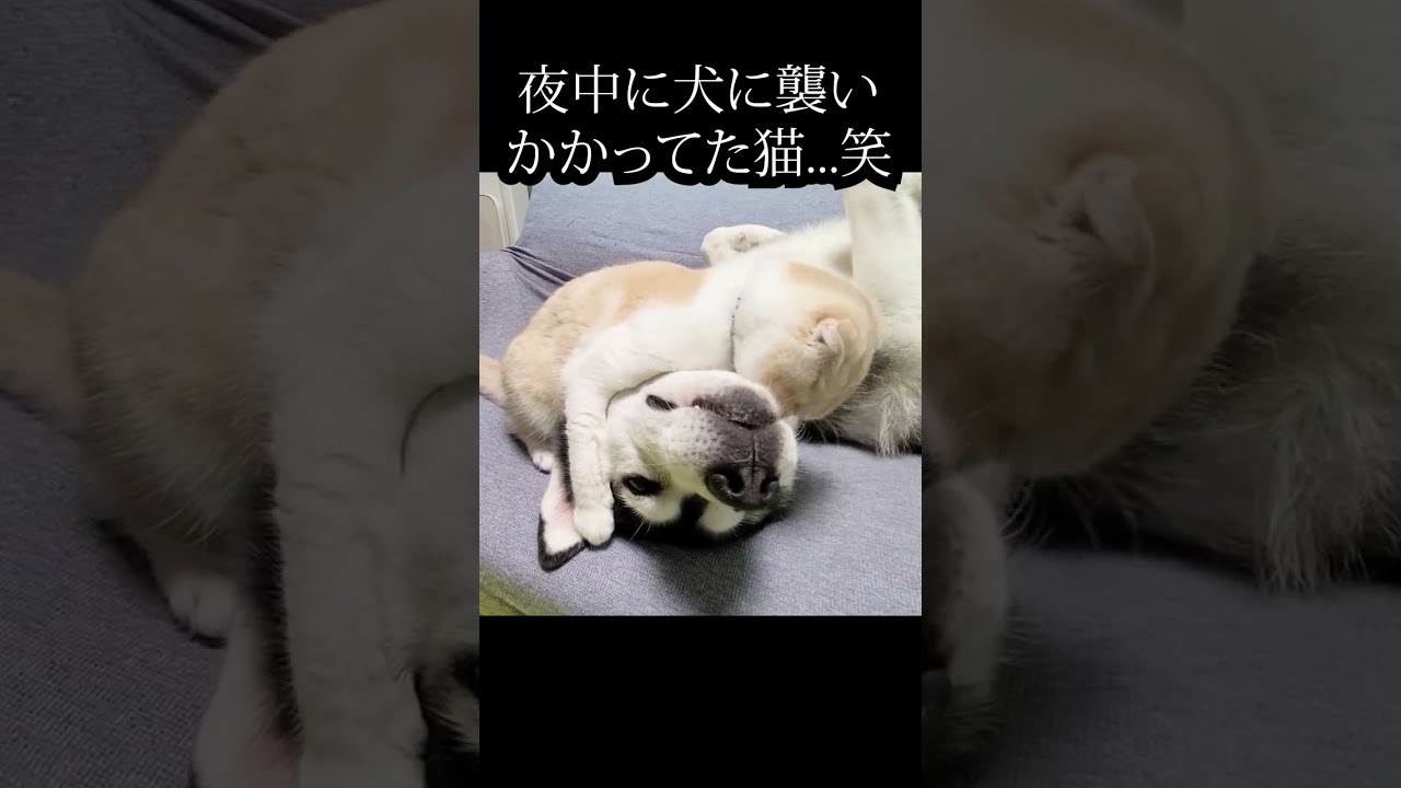 夜中に犬に襲い掛かった猫がかわいい...#猫