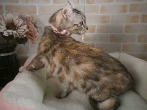 618510 アメリカンカール