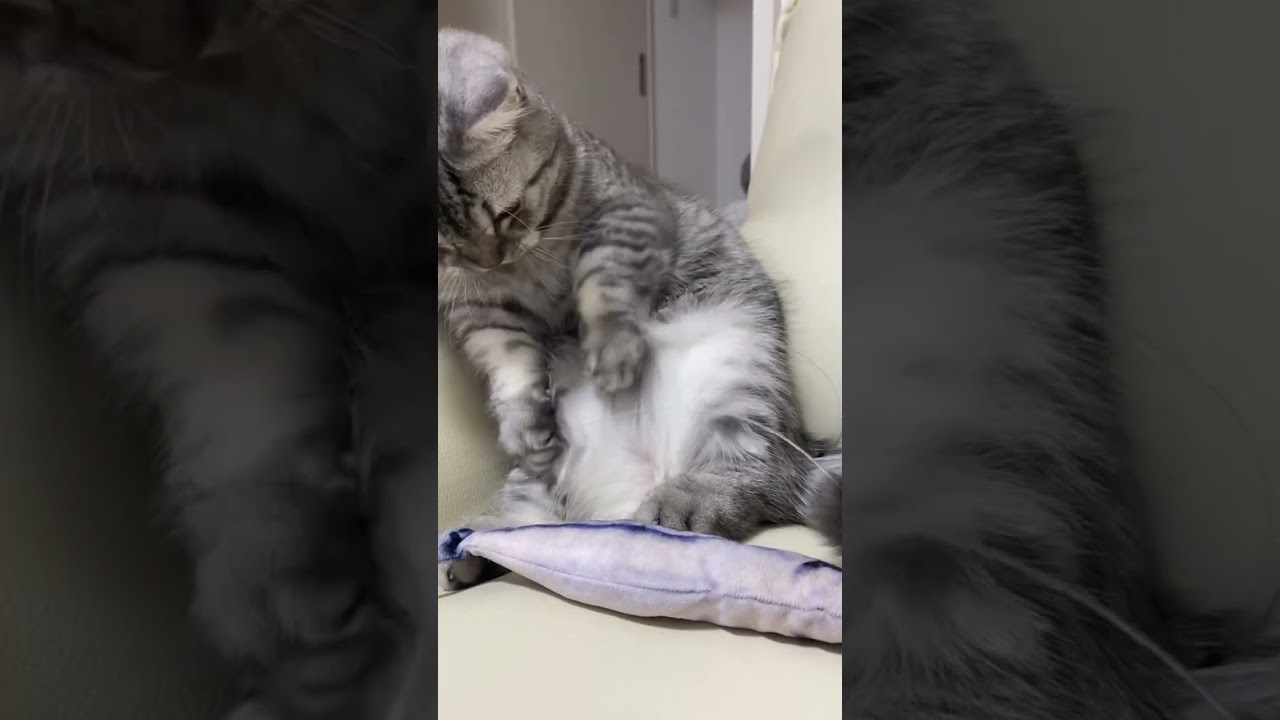 魚よりヒモが気になる猫😸 #shorts #猫 #cat #マンチカン #kitty #猫じゃらし #ive  #lovedive