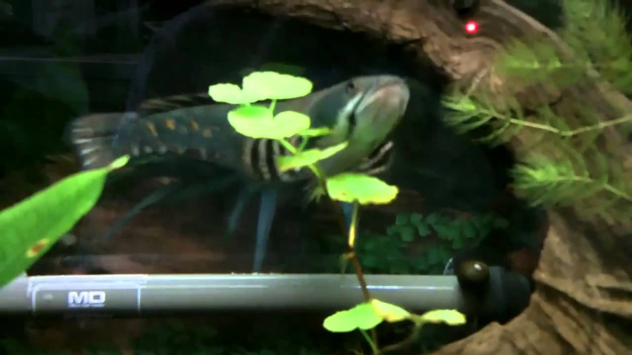 バーミーズタイガースネークヘッド捕食シーン