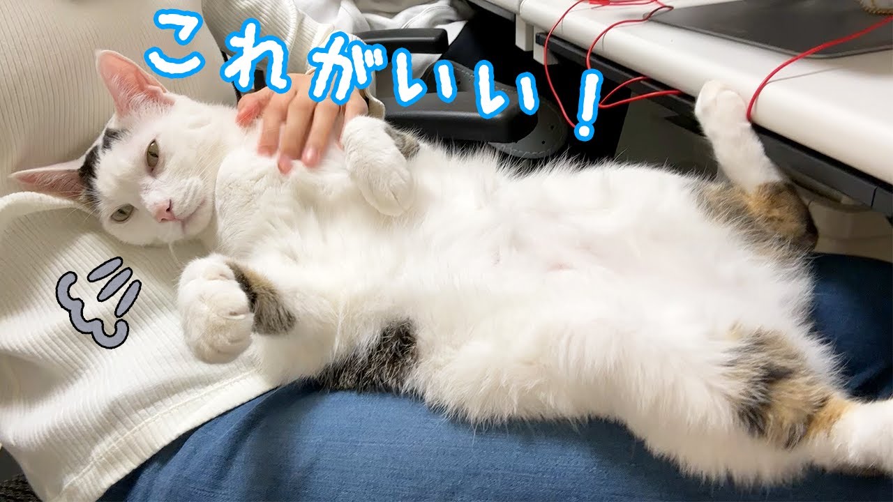 ママの上なのに自由すぎる猫チロさん