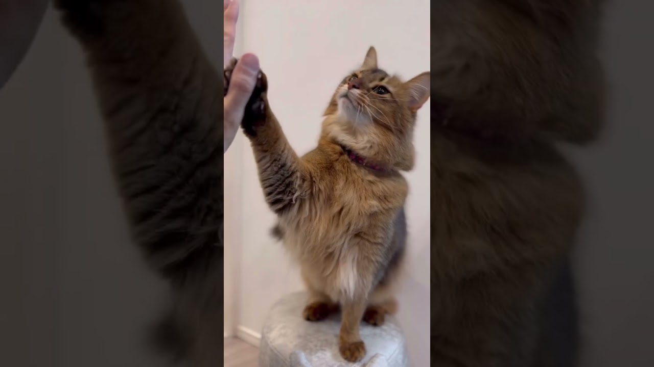 猫の覚えた事としぐさ