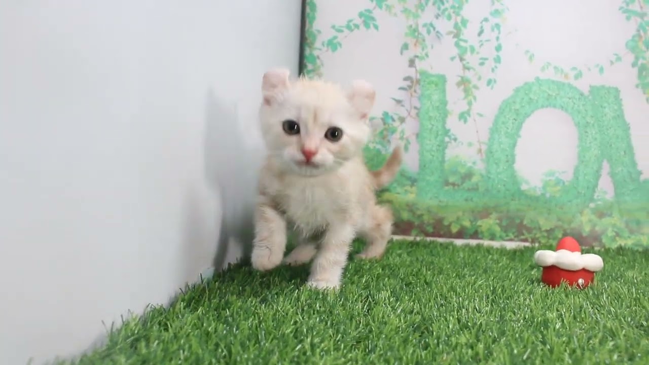 Coo&RIKU　No619762　アメリカンカール