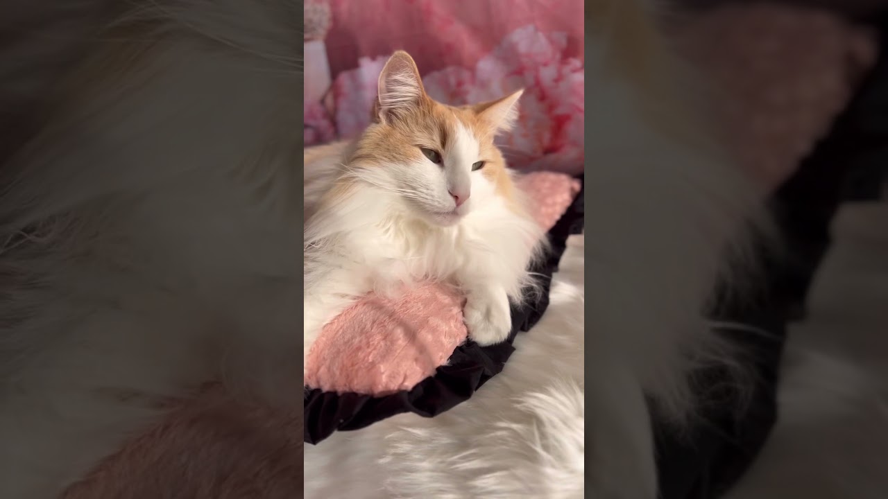 まったりする ノルウェージャンフォレストキャット #shorts