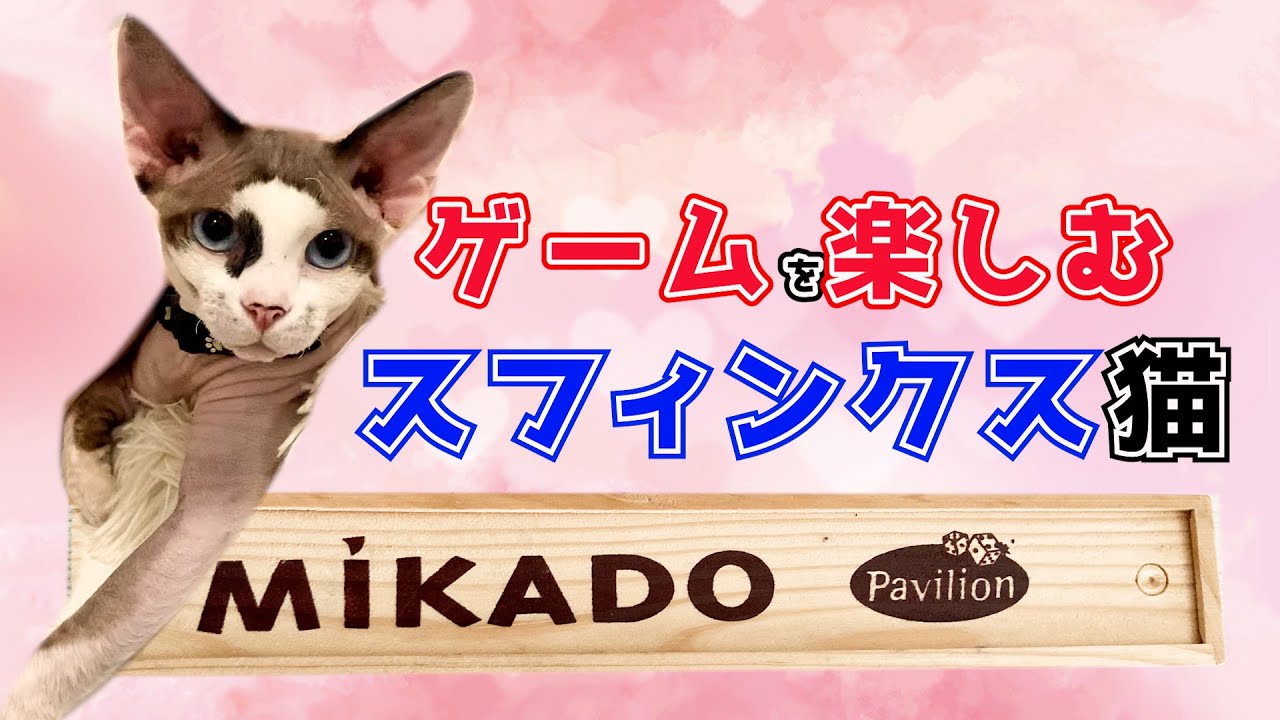 172:人間とゲームを楽しむスフィンクス猫