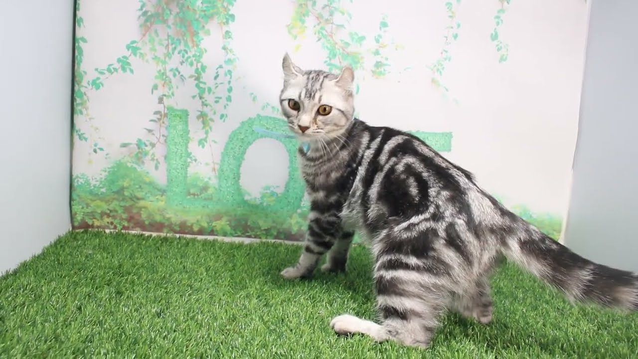 Coo&RIKU　No618698　アメリカンカール