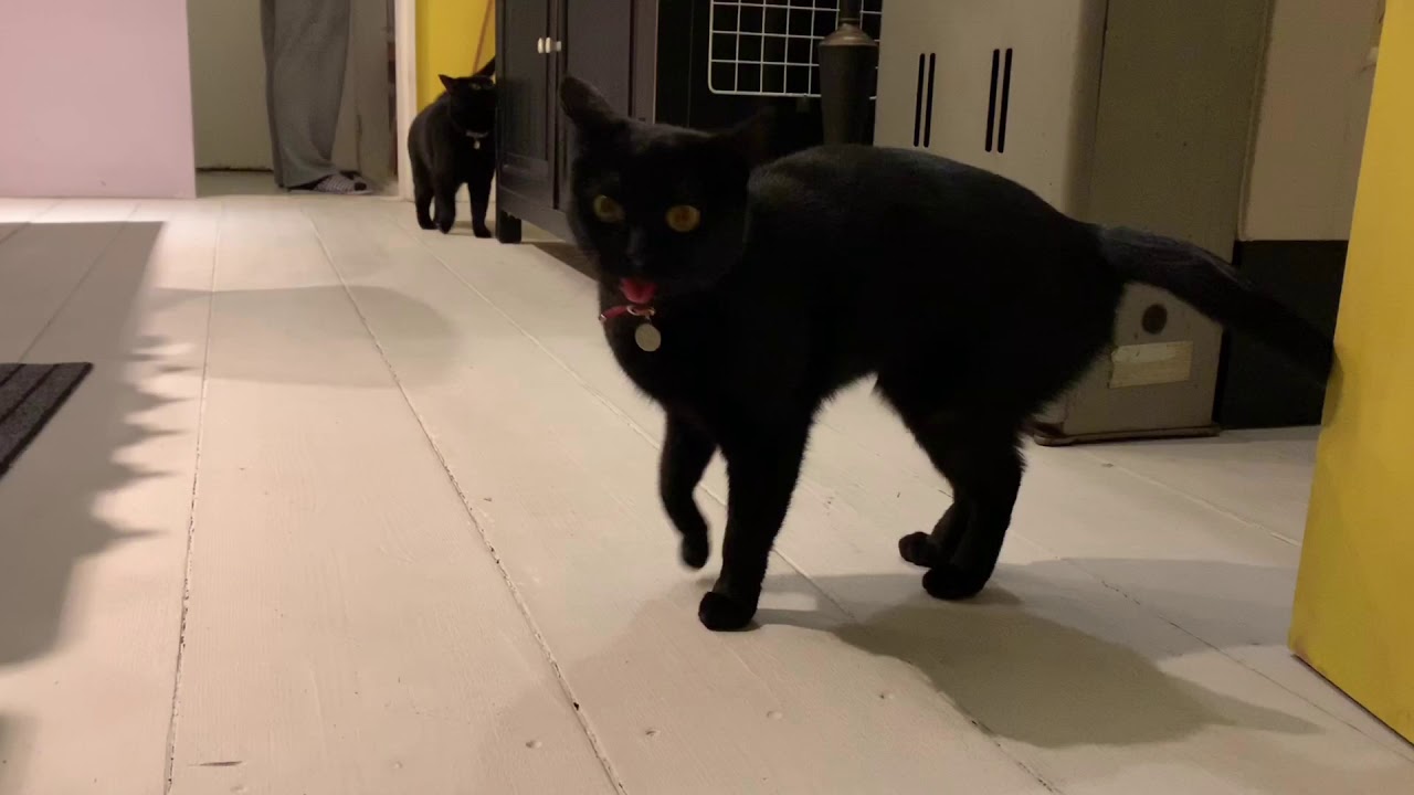 黒猫ボンベイ☆ごはんが待ち遠しくて待機する猫たち