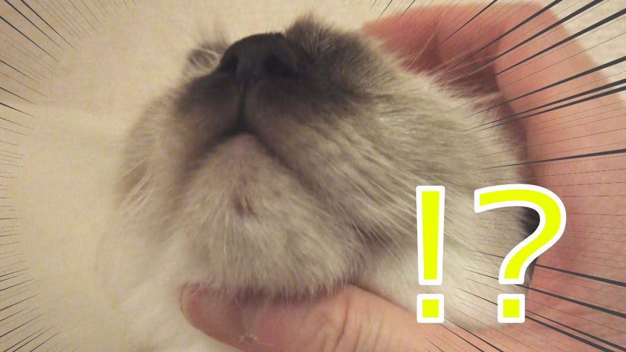 子猫の顎に黒いなにかを発見…【バーマン】