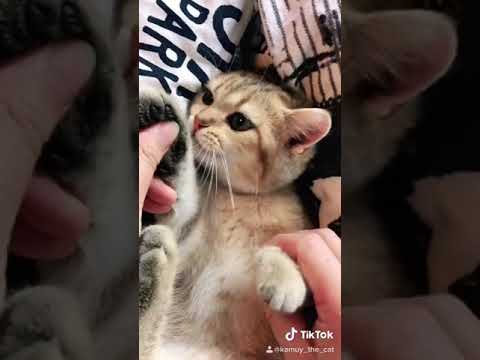 子猫のダンス🐱 #shorts