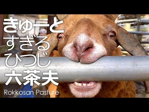 あむあむキュートなひつじむっちゃん【六甲山牧場】いっぱい遊んでくれる４本角のひつじ六茶夫
