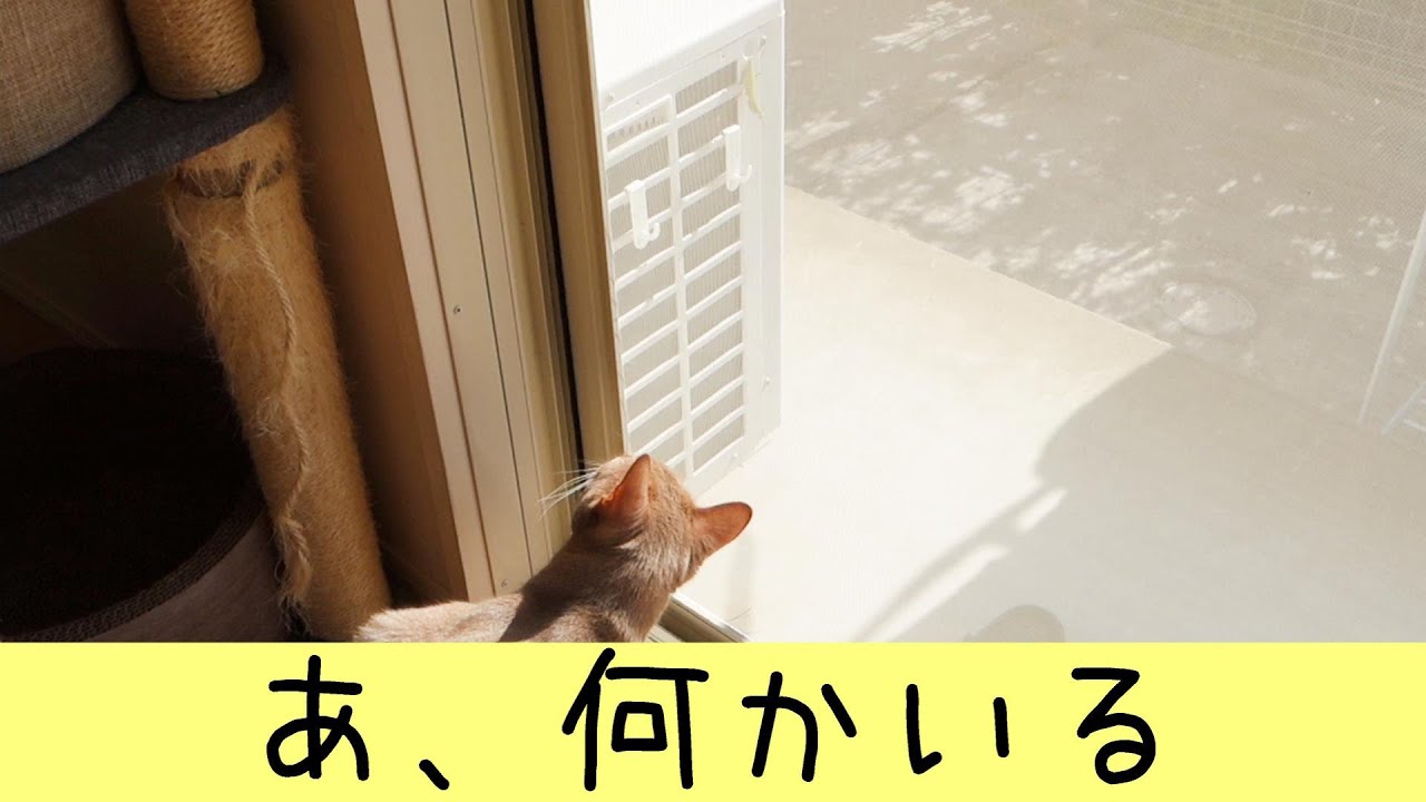 虫を発見！（アビシニアン）