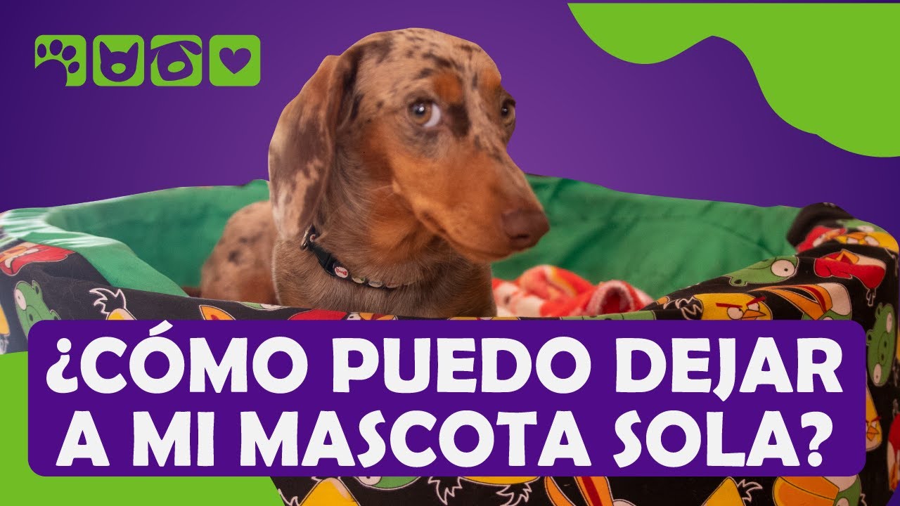 📌 7 TIPS PARA DEJAR A TU MASCOTA SOLA EN LA CASA  📌