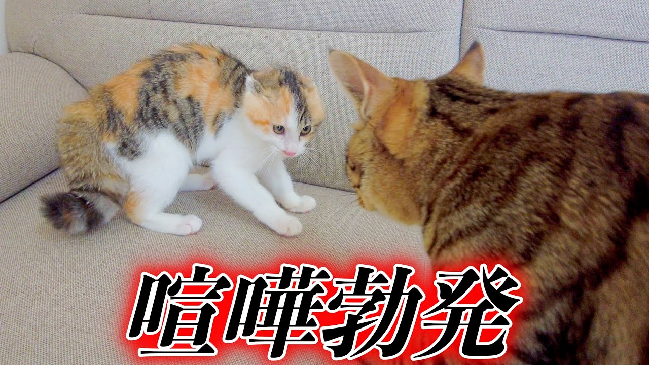 【威嚇】鬼ごっこしていた先住猫と保護子猫がついにケンカをしました【イカ耳】