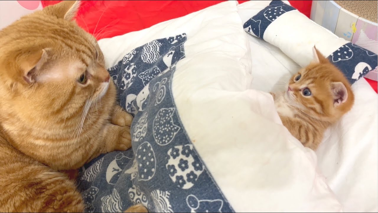 寝てたら突然おとーちゃんがやってきて戸惑うマンチカンの子猫💓 Baby Munchkin Kitten💓
