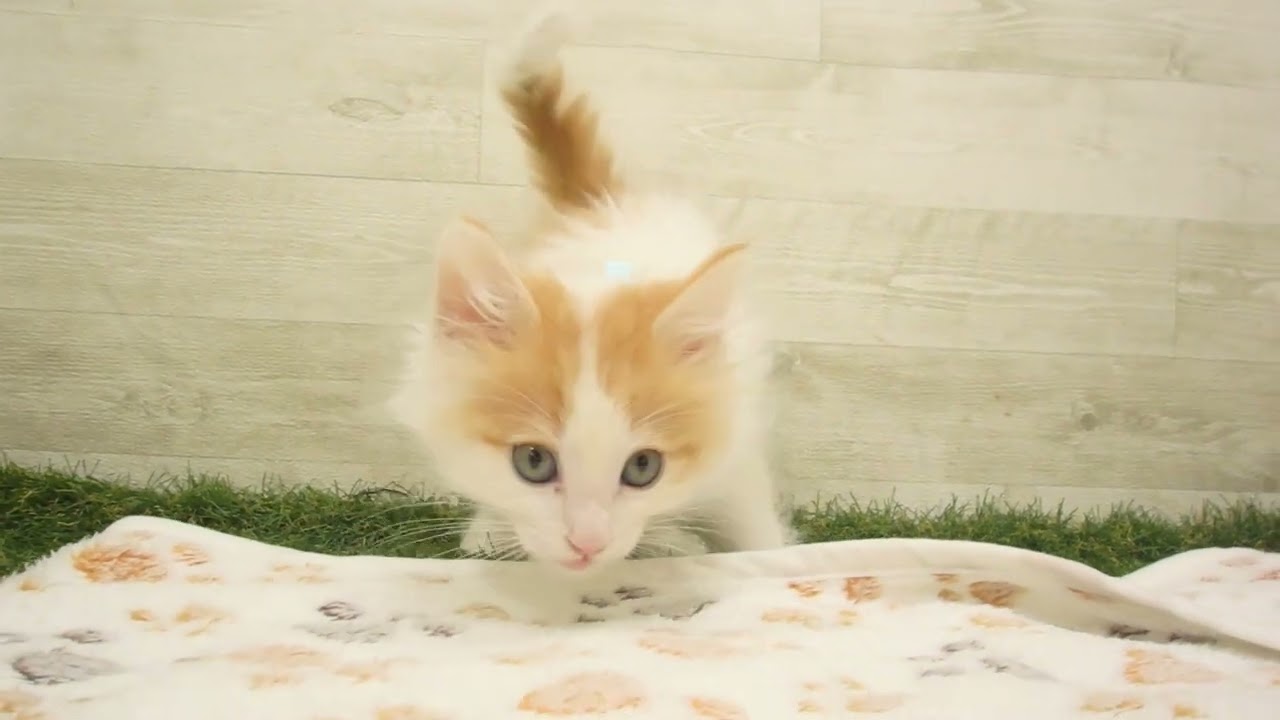 Coo&RIKU　No00615026 ノルウェージャン・フォレストキャット