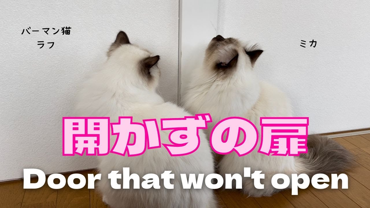 バーマン猫ラフとミカ【開かずの扉】Door that won't open（バーマン猫）Birman/Cat
